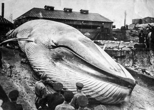 Click to enlarge Tsunami Severo-Kurilsk 1952