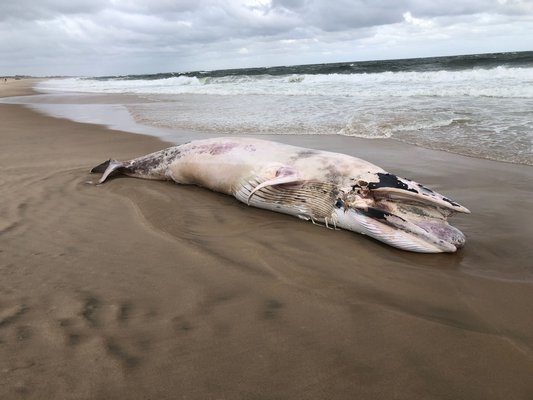 A dead minke whale was found on Indian Wells Beach Monday afternoon.