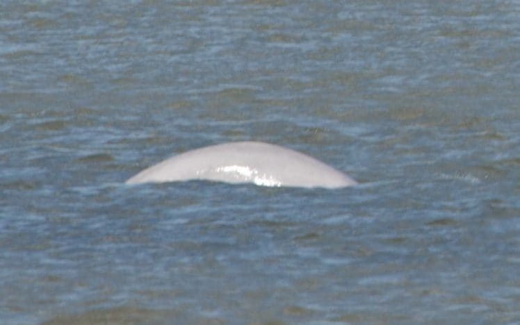 The whale was spotted near Gravesend in Kent