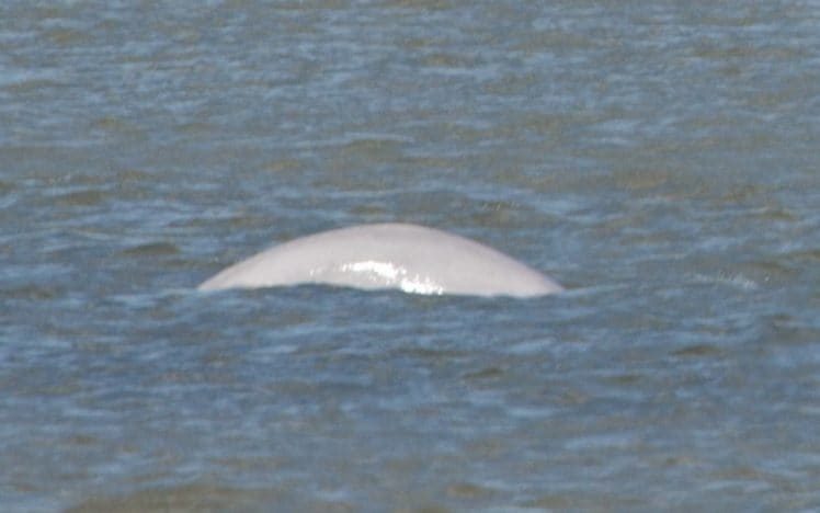 Click to enlarge The whale was spotted near Gravesend in Kent