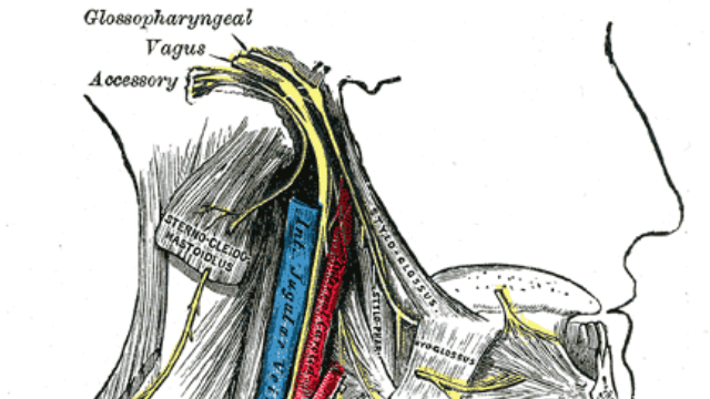 Click to enlarge vagus nerve