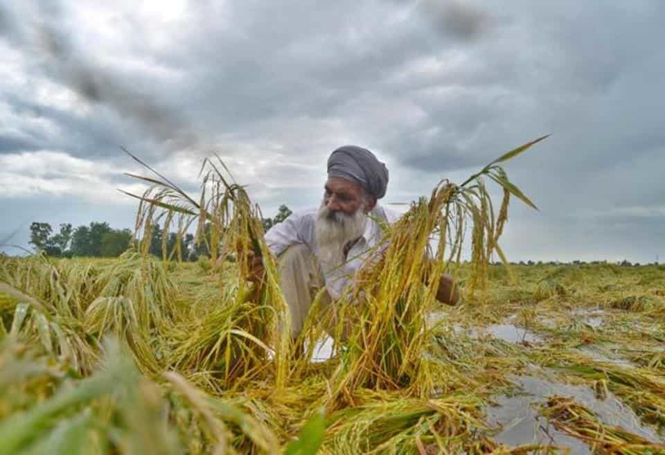 Click to enlarge Farmer Surjit Singh inspects his paddy field