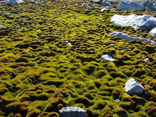 Moss beds, with moss in the foreground showing signs of stress.