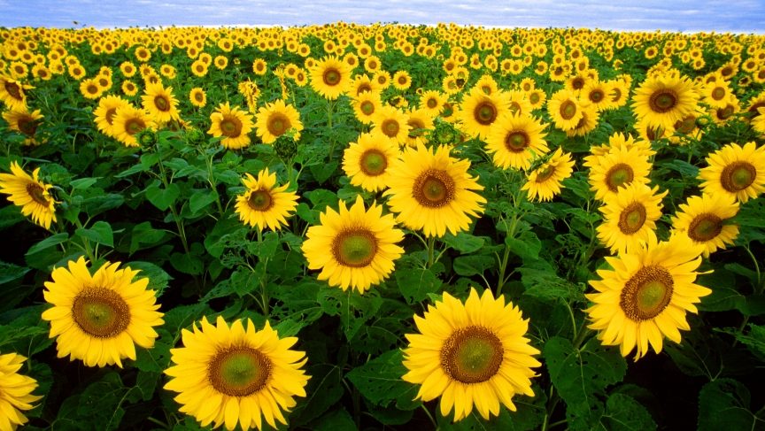 sunflower field