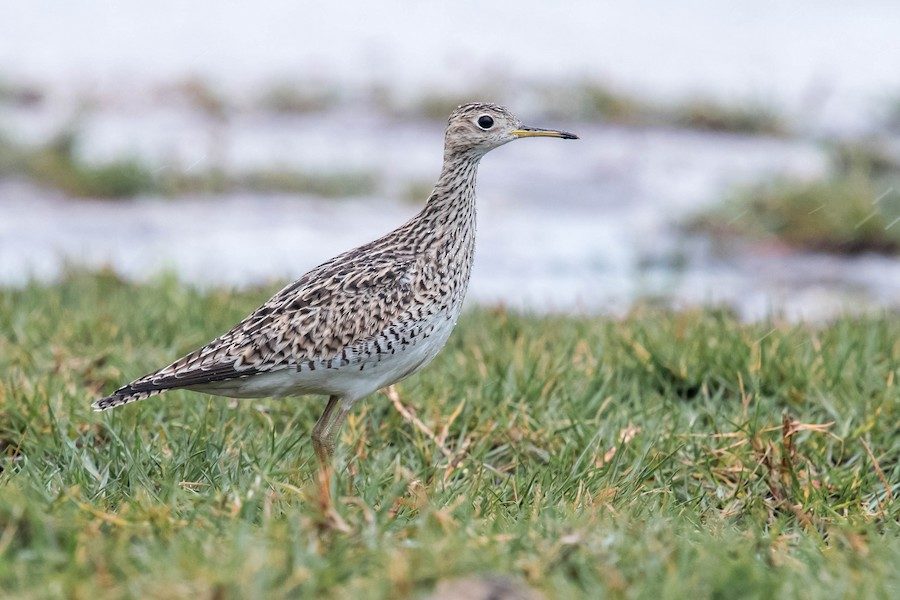 Upland Sandpiper (Bartramia longicauda)