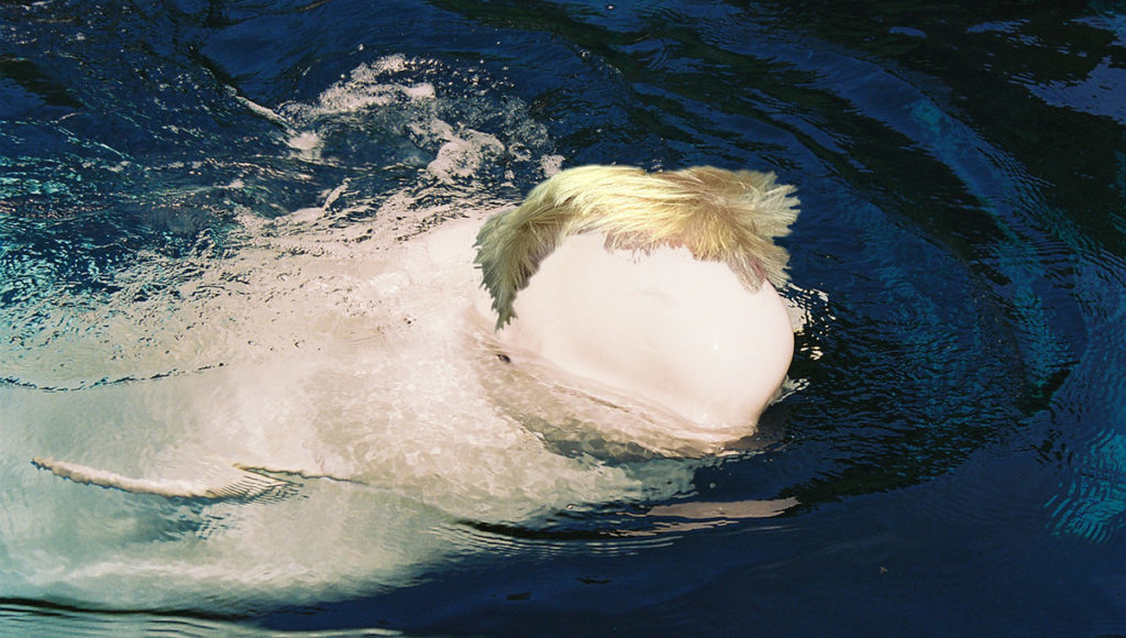 Beluga Whale