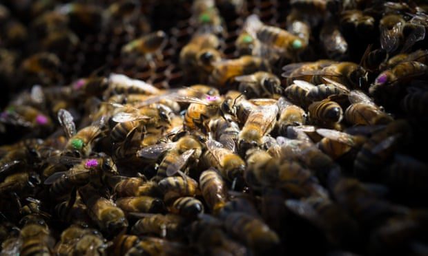 Glyphosate kills bees