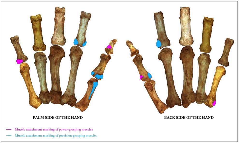 neanderthal grip