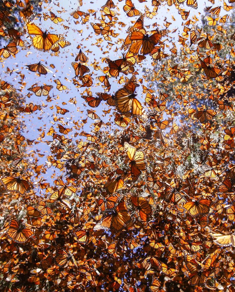 Click to enlarge monarch butterflies