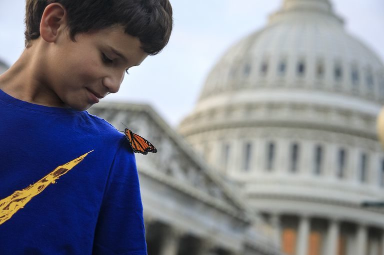 Click to enlarge BUTTERFLY