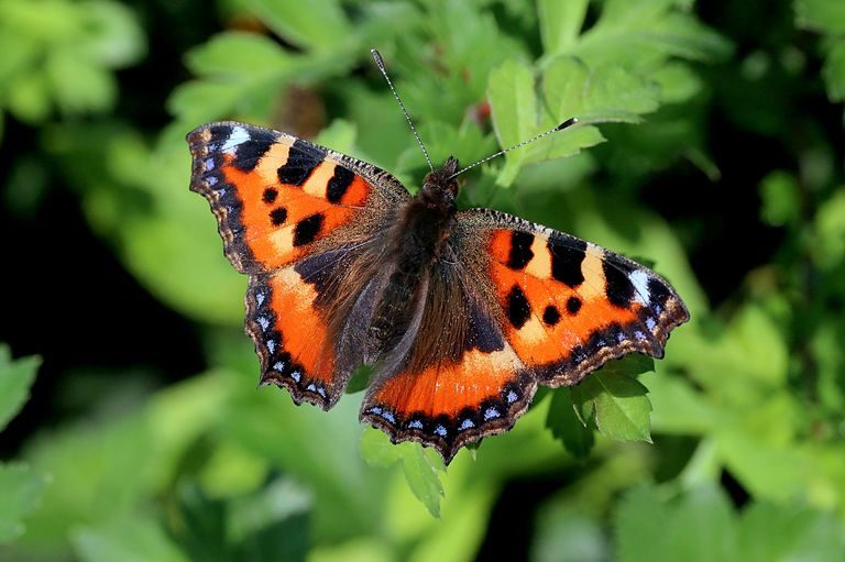 Click to enlarge small tortoiseshell