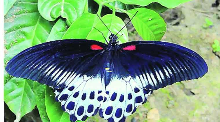 Click to enlarge Blue Mormon