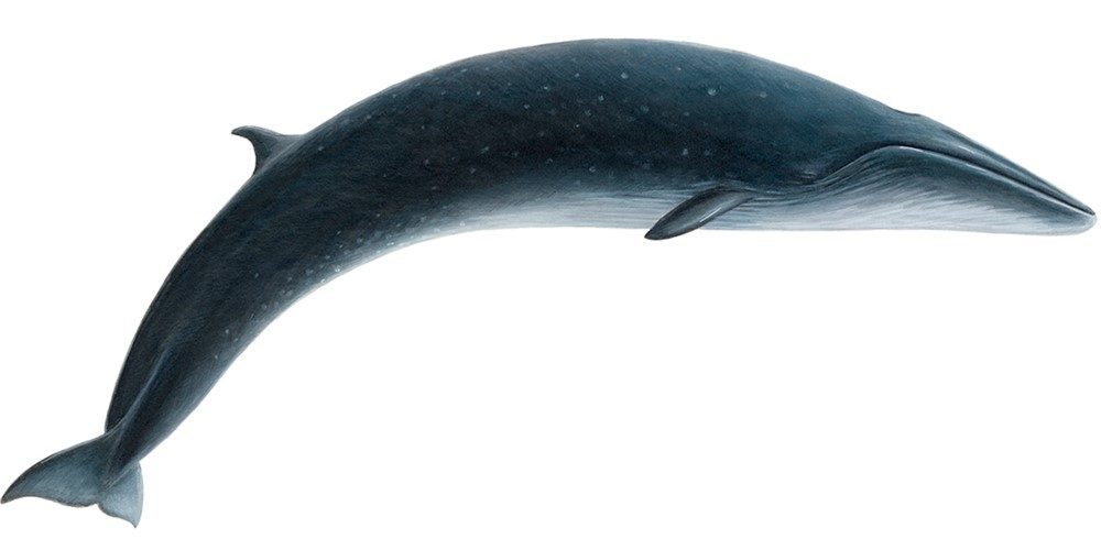 Click to enlarge sei whale