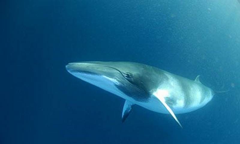 Click to enlarge sei whale