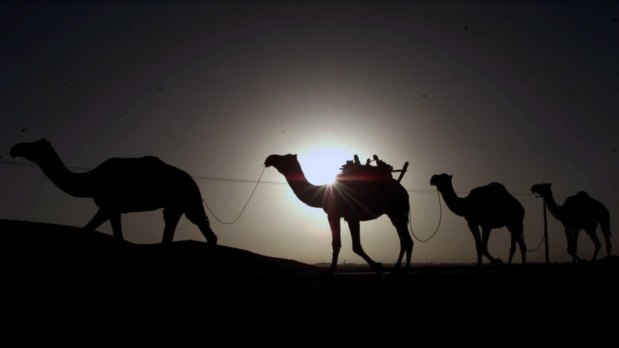 camels Middle East desert Silk Road