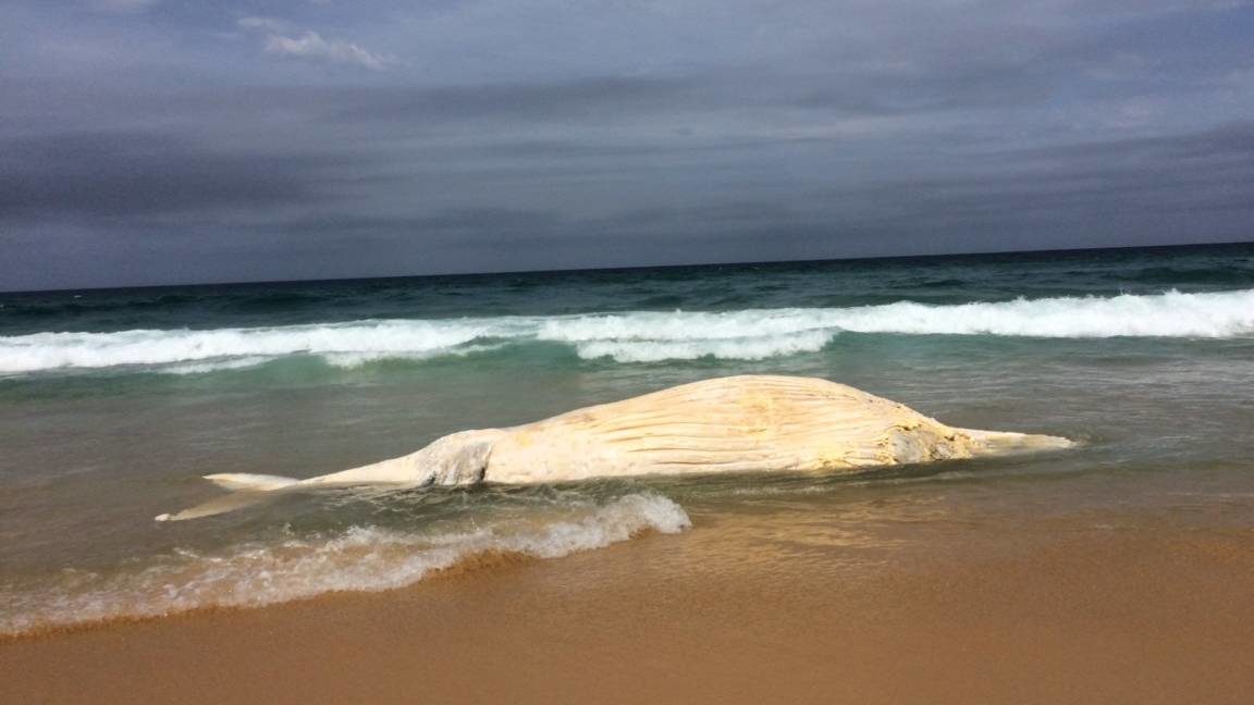 Dead whale washed up at Haxstead's Beach south of Mystery Bay on Friday