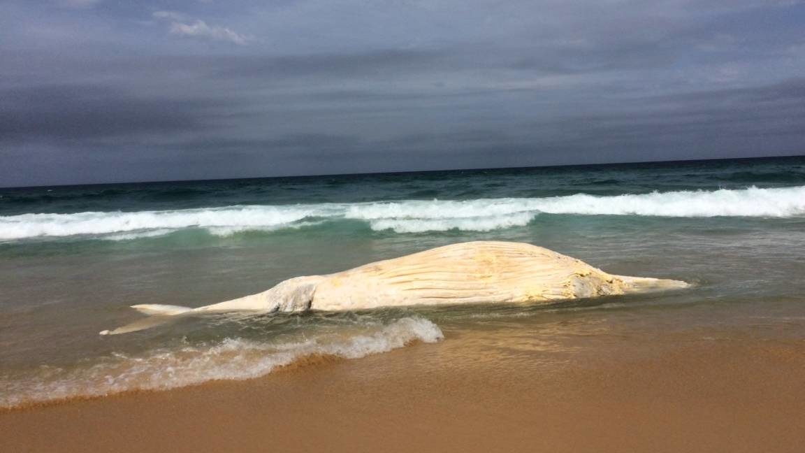 Click to enlarge Dead whale washed up at Haxstead's Beach south of Mystery Bay on Friday