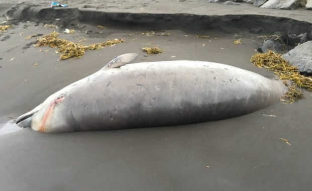 Click to enlarge Among the deepest diving whales in the world's