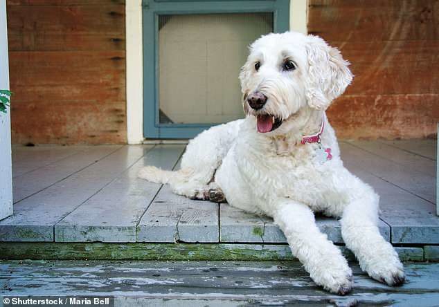 Click to enlarge Labradoodle