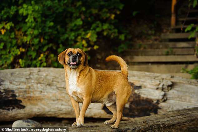 Click to enlarge puggle