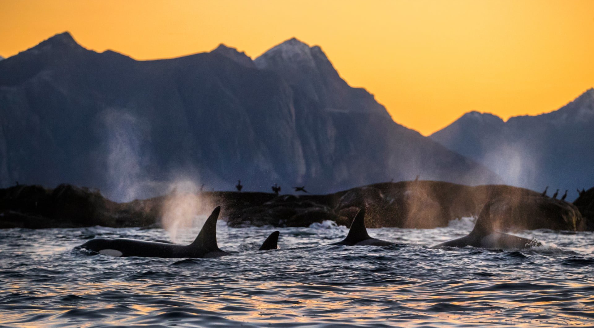 orca whale killer