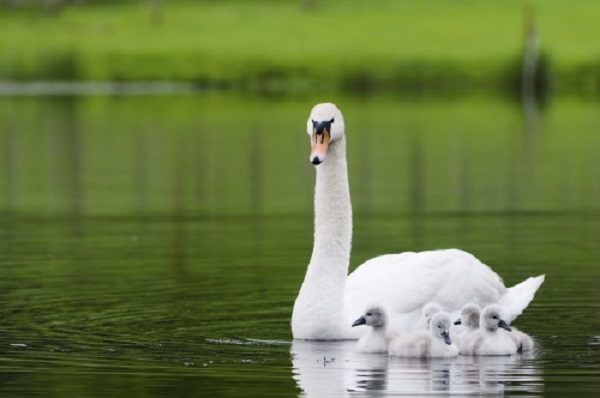 swan family