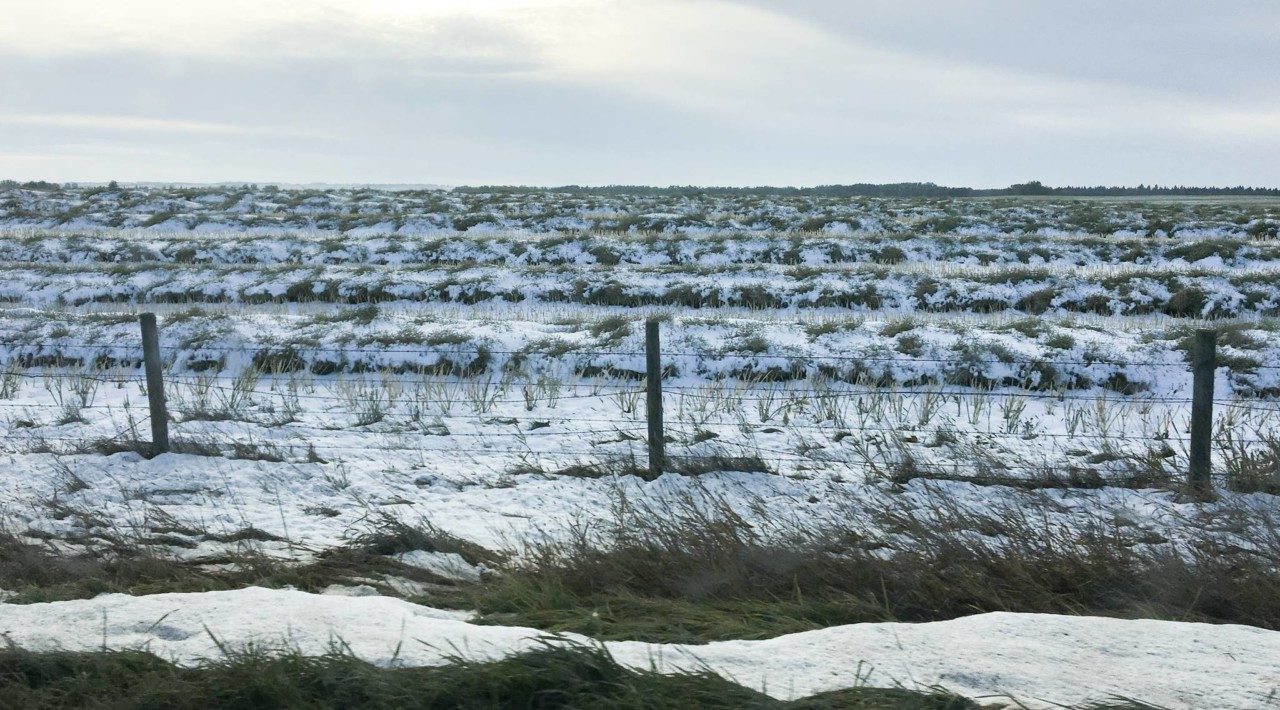 Fields across much of Alberta have been hit hard by both snow and rain