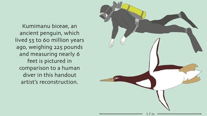 6' penguin/diver