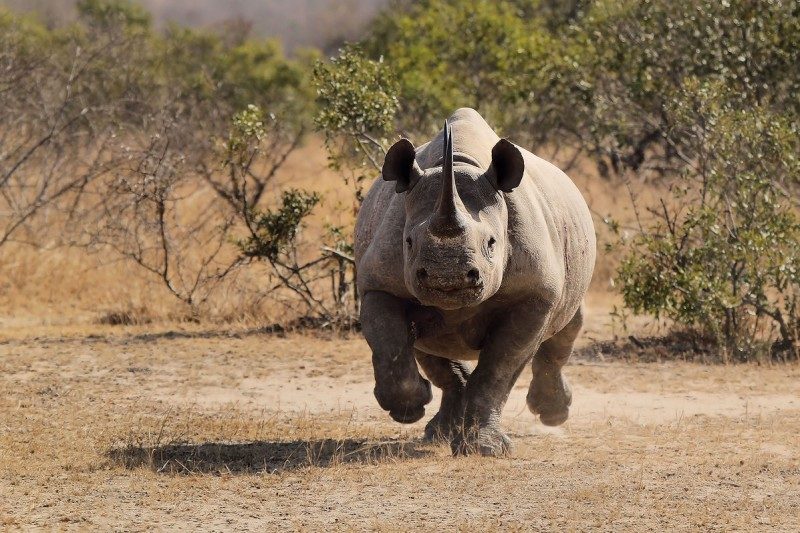 black rhino