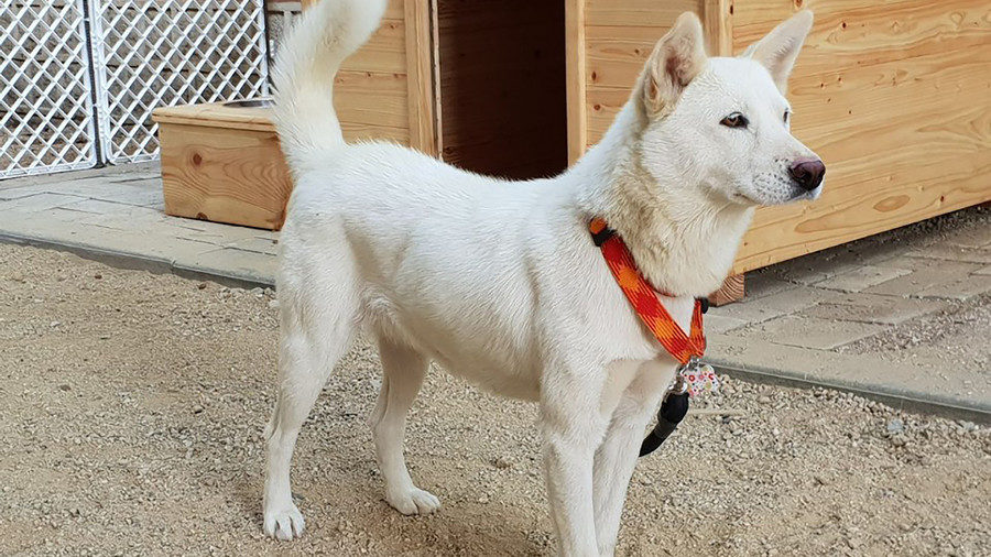 Pungsan dog