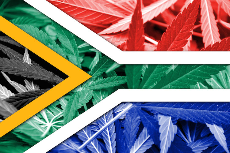 Click to enlarge marijuan south africa