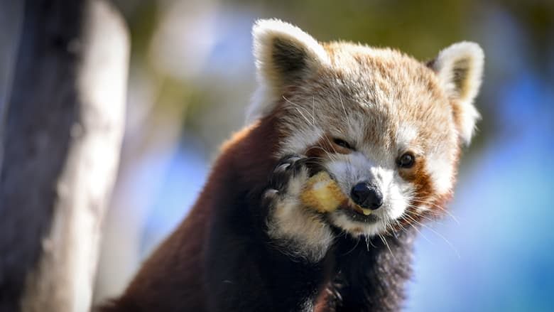 Click to enlarge red panda