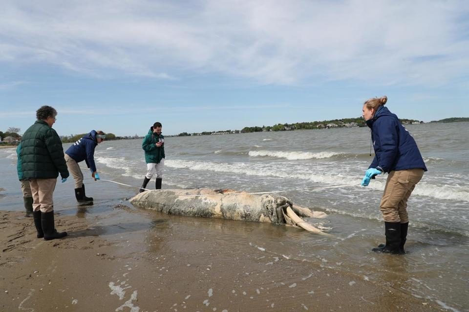Third minke whale this season found