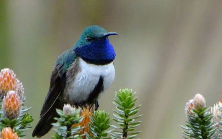The new hummingbird species Oreotrochilus cyanolaemus is said to be in danger of extinction