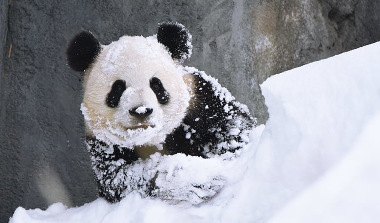 Not everyone was bothered by the snow.