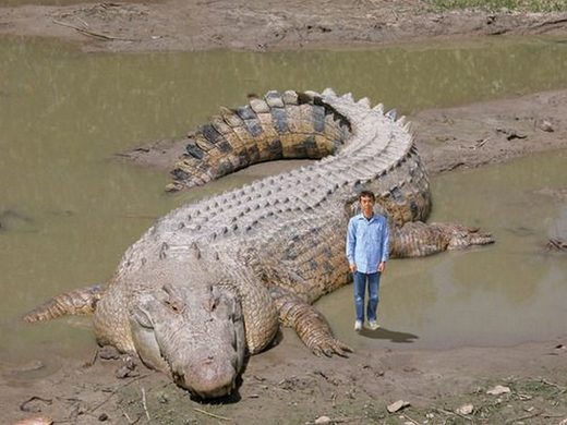 Salt Water (Estuarine) Crocodile