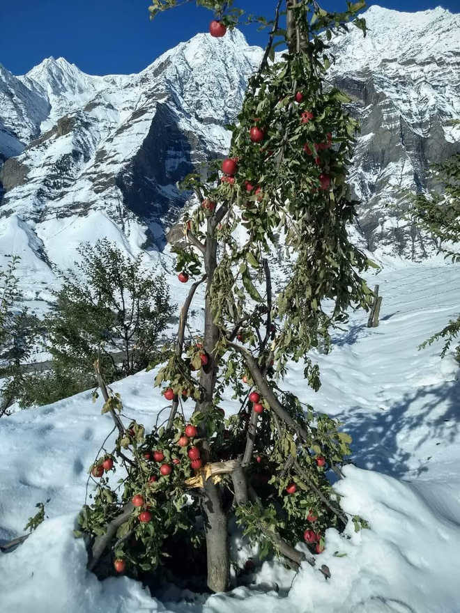 apple damage
