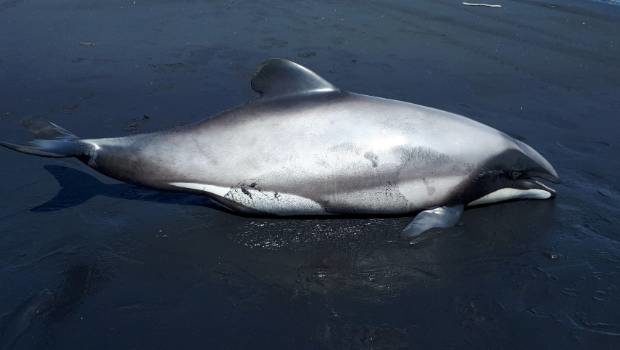 Click to enlarge The Department of Conservation is investigating the cause of death of a suspected Māui's dolphin, found on a beach in western Waikato.