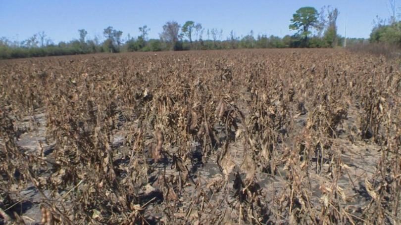 crop damage