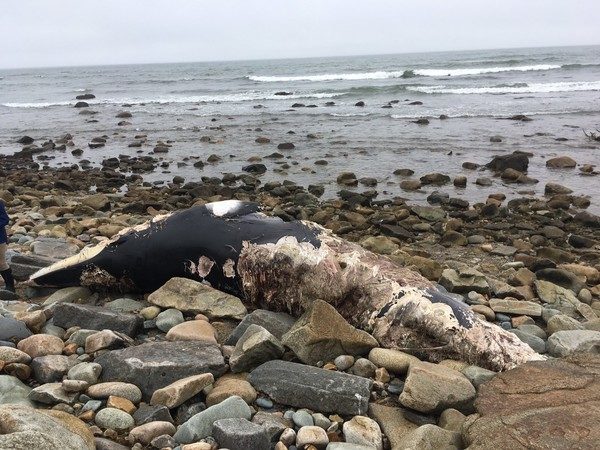 Click to enlarge dead whale