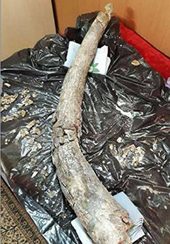 Click to enlarge fossil elephant tusk Iran
