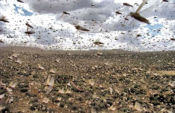 insect swarm
