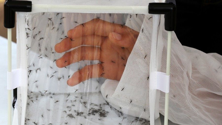 Click to enlarge Aedes aegypti mosquitoes