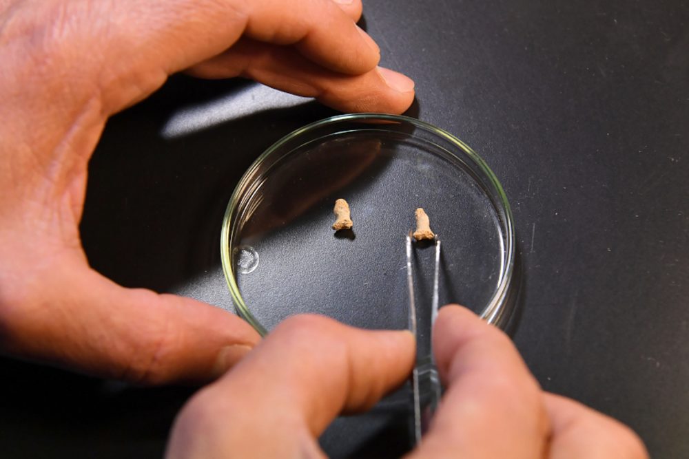 neanderthal bone bird
