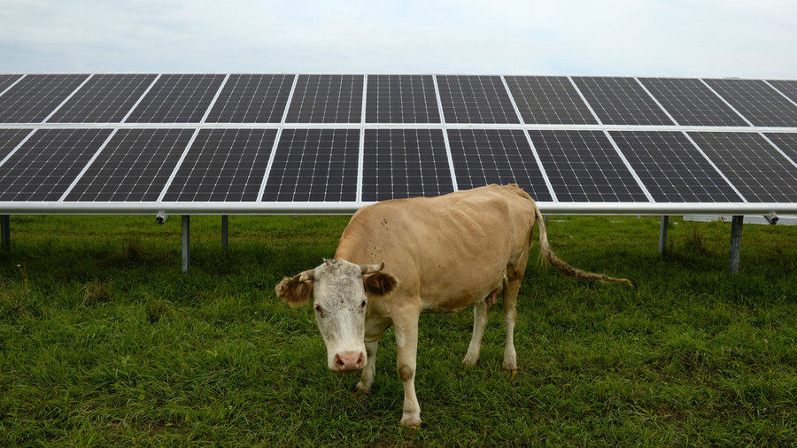 Solar panel and cow