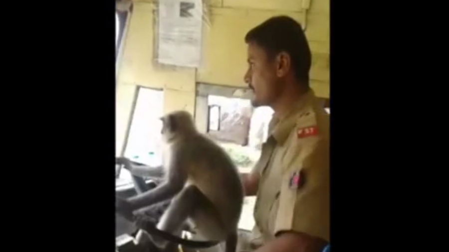 Monkey driving bus