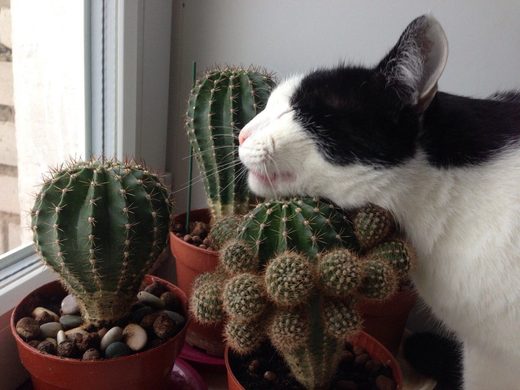 Cactus cat