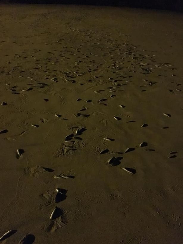 The fish were strewn across the St Ives beach on Sunday, October 7