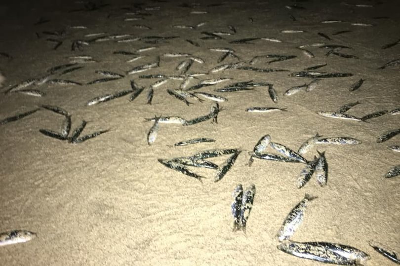Click to enlarge Thousands of fish peppered the beach at Porthgwidden on Sunday night