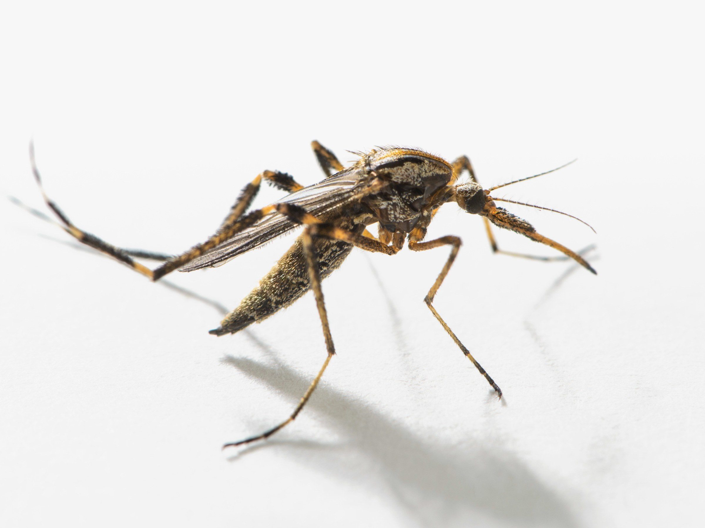 Psorophora ciliata, gallinippers, hurricane Florence